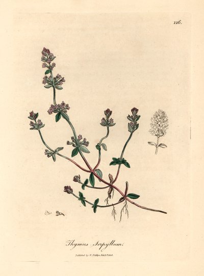 الزعتر البري الأرجواني المزهر ، Thymus serpyllum ، من رسم نباتي من تأليف جيمس سوربي من ويليام وودفيل والسير ويليام جاكسون هوكر "علم النبات الطبي" 1832 (نقش على صفيحة نحاسية ملونة يدويًا) بواسطة جيمس (بعد) سوربي