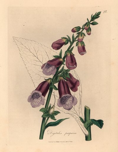 قفاز الثعلب الأرجواني ، Digitalis purpurea ، من رسم نباتي لجيمس سوربي من ويليام وودفيل والسير ويليام جاكسون هوكر "علم النبات الطبي" 1832 (نقش على لوح نحاسي ملون يدويًا) بواسطة جيمس (بعد) سوربي
