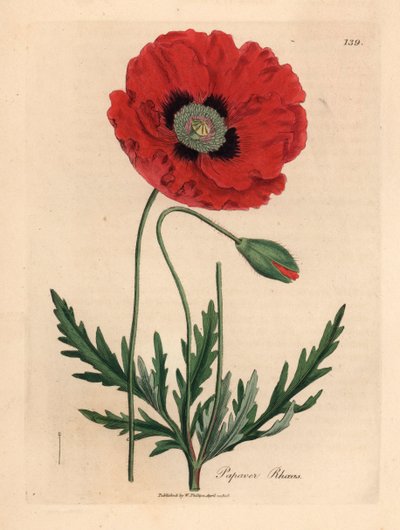 الخشخاش الأحمر أو الذرة ، Papaver rhoeas ، من رسم نباتي لجيمس سوربي من ويليام وودفيل والسير ويليام جاكسون هوكر "علم النبات الطبي" 1832 (نقش على لوح نحاسي ملون يدويًا) بواسطة جيمس (بعد) سوربي