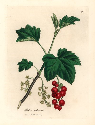 شجرة الكشمش الأحمر ، Ribes rubrum ، من رسم نباتي لجيمس سوربي من ويليام وودفيل والسير ويليام جاكسون هوكر "علم النبات الطبي" 1832 (نقش على صفيحة نحاسية ملونة يدويًا) بواسطة جيمس (بعد) سوربي