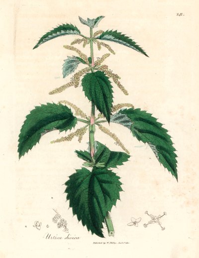 نبات القراص اللاذع ، Urtica dioica ، من رسم نباتي لجيمس سوربي من ويليام وودفيل والسير ويليام جاكسون هوكر "علم النبات الطبي" 1832 (نقش على صفيحة نحاسية ملونة يدويًا) بواسطة جيمس (بعد) سوربي