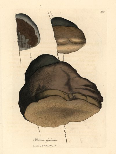 عيش الغراب من Touchwood boletus أو الفطر الغاري ، Boletus igniarius ، من رسم نباتي لجيمس سوربي من ويليام وودفيل والسير ويليام جاكسون هوكر "علم النبات الطبي" 1832 (نقش على لوح نحاسي ملون يدويًا) بواسطة جيمس (بعد) سوربي