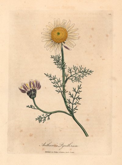 البابونج الأسباني الأبيض والأصفر ، Anthemis pyrethrum ، من رسم نباتي لجيمس سوربي من ويليام وودفيل والسير ويليام جاكسون هوكر "علم النبات الطبي" 1832 (نقش على صفيحة نحاسية ملونة يدويًا) بواسطة جيمس (بعد) سوربي