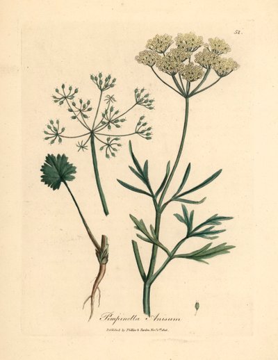 اليانسون الأبيض المزهر ، Pimpinella anisum ، من رسم نباتي لجيمس سوربي من ويليام وودفيل والسير ويليام جاكسون هوكر "علم النبات الطبي" 1832 (نقش على لوح نحاسي ملون يدويًا) بواسطة جيمس (بعد) سوربي