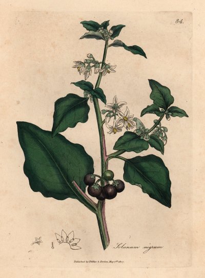 زهور بيضاء ، توت أسود ، نبتة حديقة ، Solanum nigrum ، من رسم نباتي لجيمس سوربي من ويليام وودفيل والسير ويليام جاكسون هوكر "علم النبات الطبي" 1832 (نقش على لوح نحاسي ملون يدويًا) بواسطة جيمس (بعد) سوربي