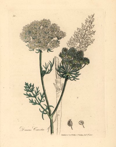 نبات الجزر البري الأبيض المزهر ، Daucus carota ، من رسم نباتي لجيمس سوربي من ويليام وودفيل والسير ويليام جاكسون هوكر "علم النبات الطبي" 1832 (نقش على لوح نحاسي ملون يدويًا) بواسطة جيمس (بعد) سوربي