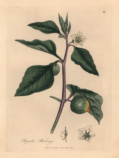الكرز الشتوي الأبيض المزهر ، Physalis alkekengi ، من رسم نباتي لجيمس سوربي من ويليام وودفيل والسير ويليام جاكسون هوكر "علم النبات الطبي" 1832 (نقش على لوح نحاسي ملون يدويًا) بواسطة جيمس (بعد) سوربي