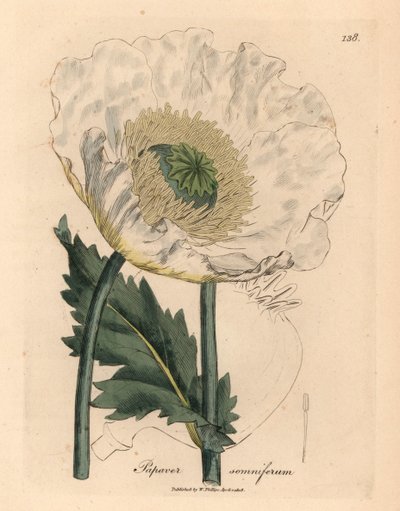 الخشخاش الأبيض ، Papaver somniferum ، من رسم نباتي لجيمس سوربي من ويليام وودفيل والسير ويليام جاكسون هوكر "علم النبات الطبي" 1832 (نقش على لوح نحاسي ملون يدويًا) بواسطة جيمس (بعد) سوربي