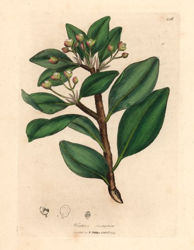 شجرة لحاء الشتاء ، Wintera aromatica ، Drimys winteri ، من رسم نباتي لجيمس سوربي من ويليام وودفيل والسير ويليام جاكسون هوكر "علم النبات الطبي" 1832 (نقش على لوح نحاسي ملون يدويًا) بواسطة جيمس (بعد) سوربي