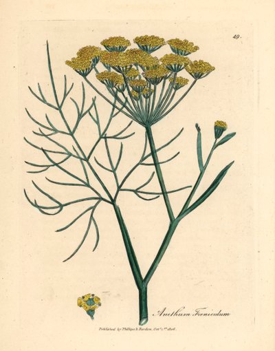 شمر أصفر مزهر ، Anethum foeniculum ، من رسم نباتي لجيمس سوربي من ويليام وودفيل والسير ويليام جاكسون هوكر "علم النبات الطبي" 1832 (نقش على لوح نحاسي ملون يدويًا) بواسطة جيمس (بعد) سوربي