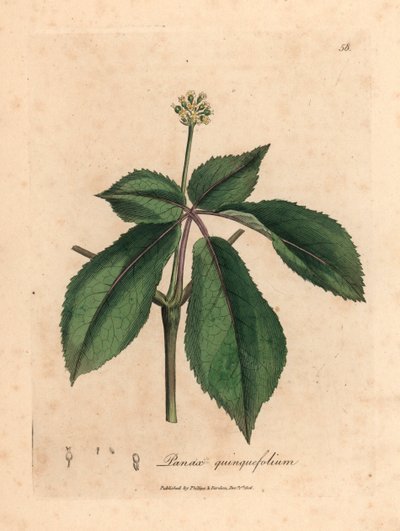 نبات الجنسنغ الأصفر المزهر ، Panax quinquefolium ، من رسم نباتي رسمه جيمس سوربي من ويليام وودفيل والسير ويليام جاكسون هوكر "علم النبات الطبي" 1832 (نقش على لوح نحاسي ملون يدويًا) بواسطة جيمس (بعد) سوربي