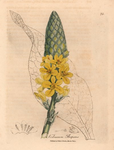 مولين كبير عريض الأوراق مزهر باللون الأصفر ، Verbascum thapsus ، من رسم نباتي لجيمس سوربي من ويليام وودفيل والسير ويليام جاكسون هوكر "علم النبات الطبي" 1832 (نقش على لوح نحاسي ملون يدويًا) بواسطة جيمس (بعد) سوربي