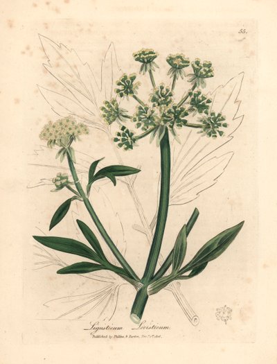 lovage أصفر مزهر ، Ligusticum levisticum ، من رسم نباتي لجيمس سوربي من ويليام وودفيل والسير ويليام جاكسون هوكر "علم النبات الطبي" 1832 (نقش على لوح نحاسي ملون يدويًا) بواسطة جيمس (بعد) سوربي