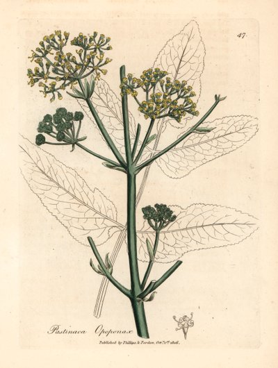 opopanax أصفر مزهر أو الجزر الأبيض الخام ، Pastinaca opopanax ، من رسم نباتي لجيمس سوربي من ويليام وودفيل والسير ويليام جاكسون هوكر "علم النبات الطبي" 1832 (نقش على لوح نحاسي ملون يدويًا) بواسطة جيمس (بعد) سوربي