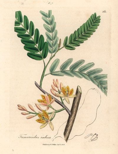 شجرة تمر هندي صفراء مزهرة ، Tamarindus indica ، من رسم نباتي لجيمس سوربي من ويليام وودفيل والسير ويليام جاكسون هوكر "علم النبات الطبي" 1832 (نقش على لوح نحاسي ملون يدويًا) بواسطة جيمس (بعد) سوربي