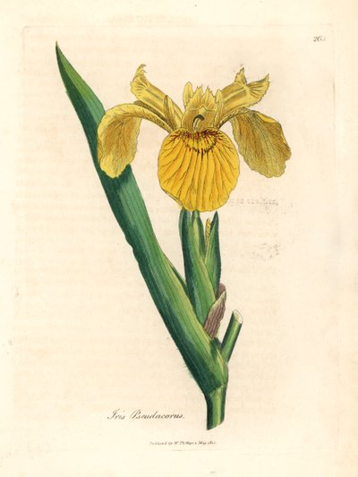 علم أصفر مائي ، Iris pseudocorus ، من رسم نباتي لجيمس سوربي من ويليام وودفيل والسير ويليام جاكسون هوكر "علم النبات الطبي" 1832 (نقش على صفيحة نحاسية ملونة يدويًا) بواسطة جيمس (بعد) سوربي