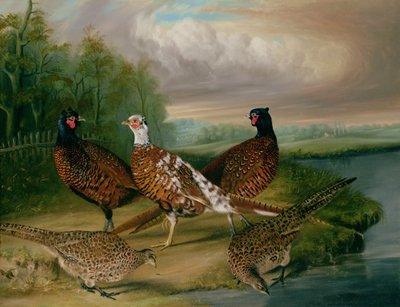 Pheasants by the River Wensum, Norfolk (oil on canvas) بواسطة جيمس بلازيبي