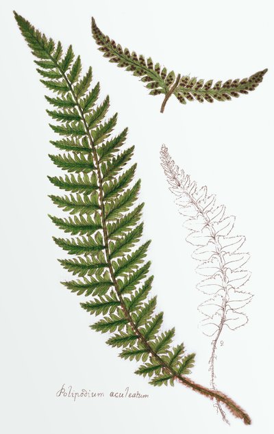 "Polipodium aculeatum" ، الآن Polystichum achuleatum ، سرخس شائع من الأخشاب الرطبة في جميع أنحاء الجزر البريطانية ، من "Filices Brittanicae ؛ تاريخ السرخس البريطانية المناسبة" ، 1785 بواسطة جيمس بولتون