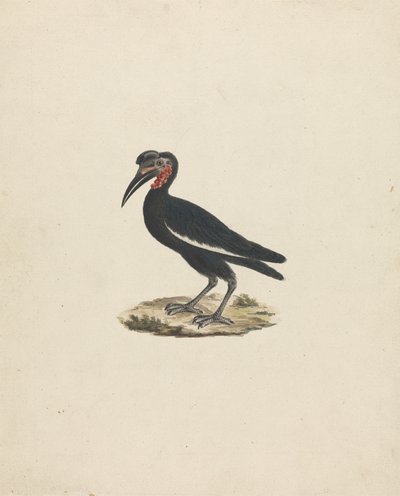 Bocorvus abyssinicus (Abyssinian Ground Hornbill) بواسطة جيمس بروس