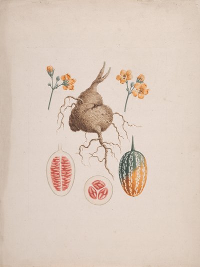 Coccinia abyssinica (Lam.): الرسم النهائي ، الدرنة وتفاصيل الفاكهة بواسطة جيمس بروس