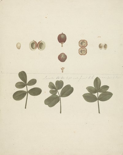 Commiphora gileadensis (L.) C. Chr. (بلسم جلعاد ، أوببلسم): الانتهاء من سحب الفاكهة ، والفاكهة المقطعة ، والأوراق بواسطة جيمس بروس