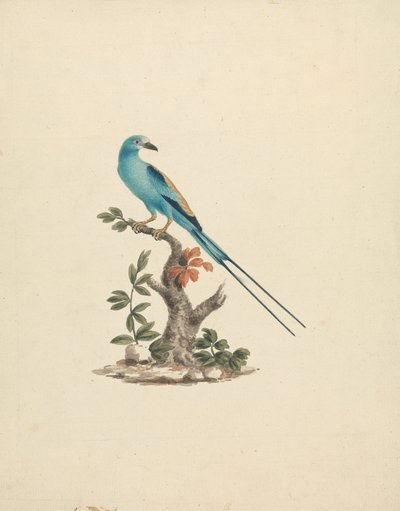 Coracias abyssinicus (أسطوانة حبشية) بواسطة جيمس بروس