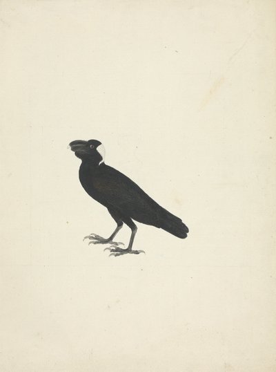 Corvs crassirostris (غراب سميك المنقار) بواسطة جيمس بروس