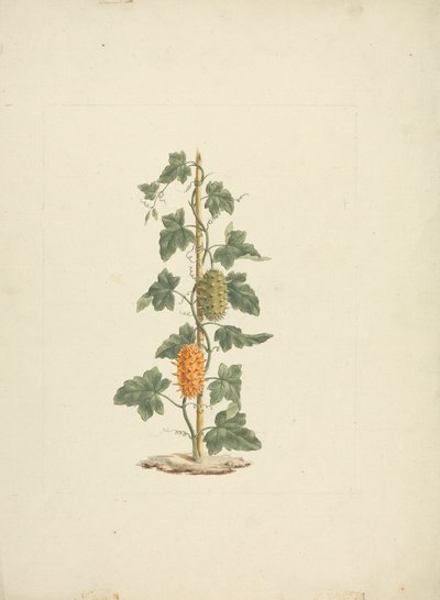Cucumis metuliferus Naud (الخيار البري): الرسم النهائي بواسطة جيمس بروس