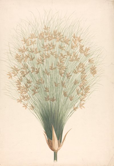 Cyperus papyrus L. (Papyrus Sedge): رسم مكتمل للإزهار بواسطة جيمس بروس
