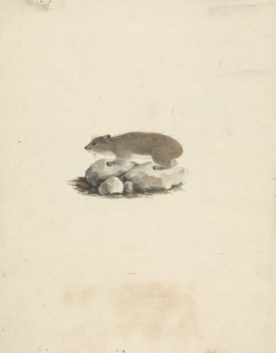Heterohyrax brucei (الوبر الصخري ذو النقط الصفراء) بواسطة جيمس بروس