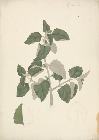 Labiatae (أنواع غير محددة): رسم مكتمل لجلسة نباتية بدون أزهار بواسطة جيمس بروس