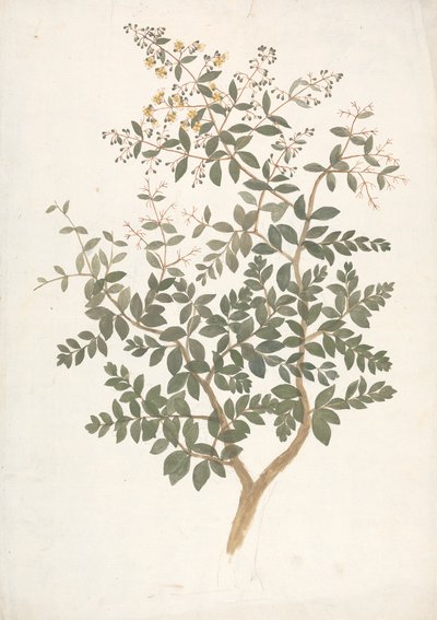 Lawsonia inermis L. (Henna): رسم مكتمل لجلسة نباتية مزهرة بواسطة جيمس بروس