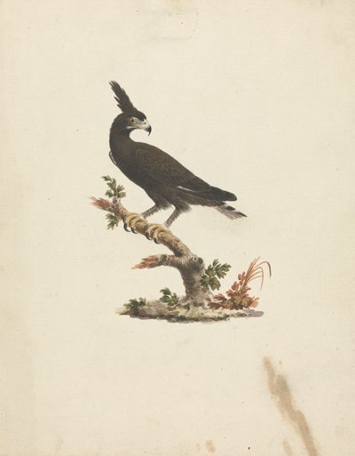 Lophaetus occipitalis (نسر طويل التوج) بواسطة جيمس بروس