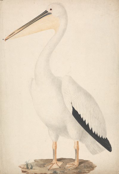 Pelecanus onocrotalus (البجع الأبيض العظيم) بواسطة جيمس بروس