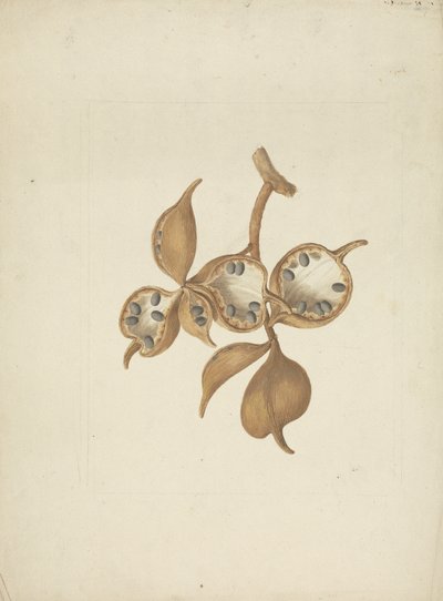 Sterculia africana (Lour.) Fiori: الرسم النهائي للساق مع قرون البذور، وبعضها مفتوح ويظهر البذور بواسطة جيمس بروس
