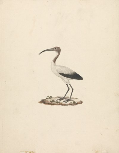 Threskiornis ethiopicus (أبو منجل المقدس الأفريقي) بواسطة جيمس بروس