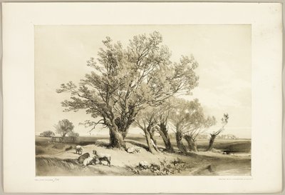 بولارد ويلو ، من The Park and the Forest بواسطة James Duffield Harding