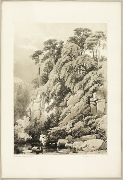 Wych Elm and Firs ، من The Park and the Forest بواسطة جيمس دوفيلد هاردينج