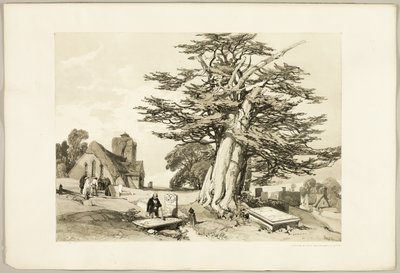 الطقسوس ، من The Park and the Forest بواسطة جيمس دوفيلد هاردينج