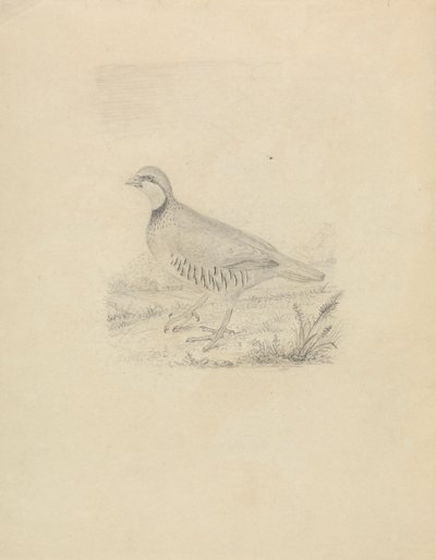 طائر السمان بواسطة جيمس سويربي