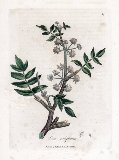 وجع الجرجير الكاذب - الجزر الأبيض الزاحف المائي ، Sium nodiflorum. نقش على لوح نحاسي ملون يدويًا من رسم نباتي رسمه جيمس سوربي من ويليام وودفيل والسير ويليام جاكسون هوكر "" علم النبات الطبي ، "جون بون ، لندن بواسطة جيمس سويربي
