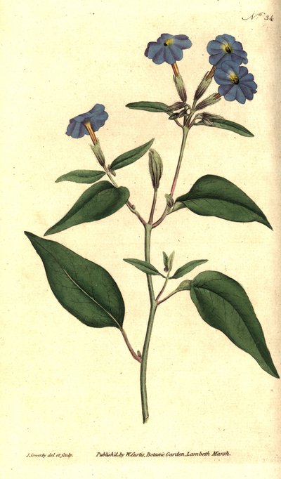 American browallie - الجامايكي forget-me-not ، زهرة الجمشت ، أو بوش البنفسجي ، Browallia americana (Tall browallia ، Browallia elata). نقش نحاسي ملون يدويًا وتوضيح نباتي بواسطة جيمس سوربي من مجلة ويليام كيرتس النباتية ، بواسطة جيمس سويربي
