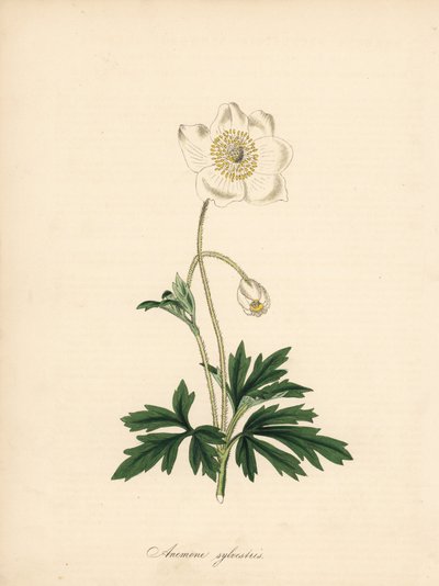 شقائق النعمان من لقم الثقب - شقائق النعمان Snowdrop ، Anemone sylvestris. مأخوذ من رسم توضيحي لجيمس سوربي في "مجلة نباتية" لوليام كيرتس ". بواسطة جيمس سويربي