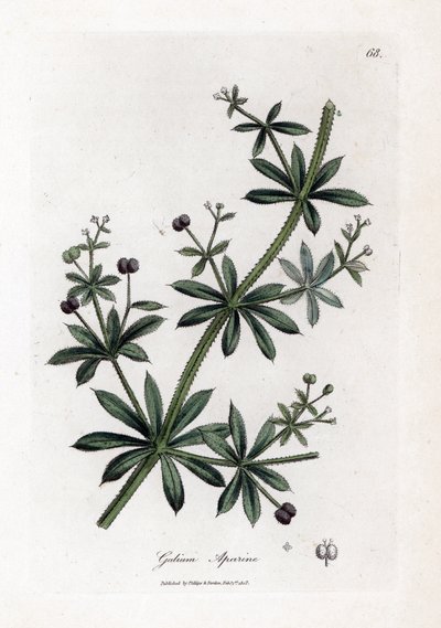 سكر اليانسون أو مبعثر - السواطير أو عشب الأوز ، Calium aparine. نقش على لوح نحاسي ملون يدويًا من رسم نباتي رسمه جيمس سوربي من ويليام وودفيل والسير ويليام جاكسون هوكر "" علم النبات الطبي ، "جون بون ، لندن بواسطة جيمس سويربي