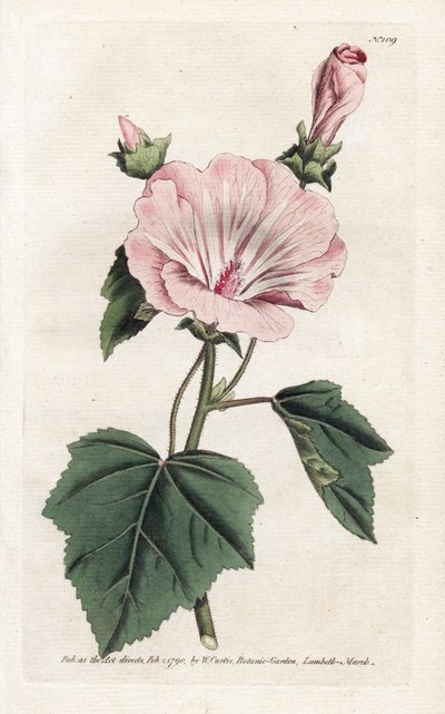سنوي أرجواني أو ربع سنوي - طباعة حجرية لجيمس سوربي (1757-1822) ، من مجلة ويليام كيرتس النباتية (1746-1799) بواسطة جيمس سويربي