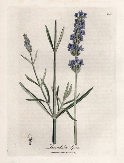 ابيك لافندر. نقش نحاسي ملون يدويًا من رسم لجيمس سوربي (1757-1822) في Botanique Medicinale بواسطة جيمس سويربي