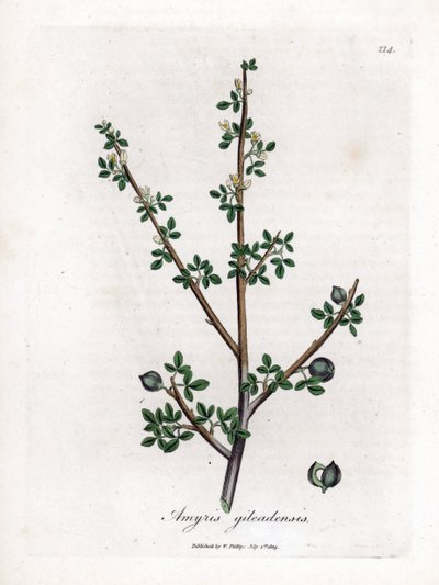 بلسم مكة أو بلسم جلعاد - بلسم مكة ، Commiphora gileadensis. نقش على لوح نحاسي ملون يدويًا من رسم نباتي رسمه جيمس سوربي من ويليام وودفيل والسير ويليام جاكسون هوكر "" علم النبات الطبي ، "جون بون ، لندن بواسطة جيمس سويربي