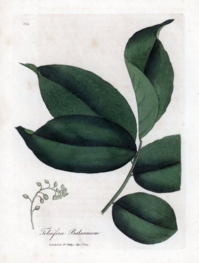 بلسم شجرة تولو ، Myroxylon toluifera balsamum. نقش على لوح نحاسي ملون يدويًا من رسم نباتي رسمه جيمس سوربي من ويليام وودفيل والسير ويليام جاكسون هوكر "" علم النبات الطبي ، "جون بون ، لندن بواسطة جيمس سويربي