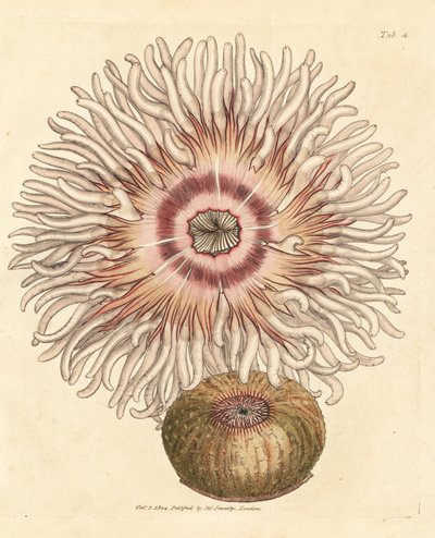 شقائق النعمان Beadlet ، Actinia equina. نقش على لوح نحاسي ملون يدويًا بواسطة James Sowerby من The British Miscellany ، أو أشكال ملونة لموضوعات حيوانية جديدة أو نادرة أو غير معروفة. بواسطة جيمس سويربي