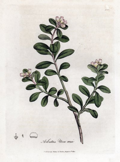 عنب الدب أو عنب الدب - زائدة الشجر أو عنب الدب ، Arctostaphylos uva-ursi. نقش على لوح نحاسي ملون يدويًا من رسم توضيحي نباتي رسمه جيمس سوربي من ويليام وودفيل والسير ويليام جاكسون هوكر "" علم النبات الطبي "،" جون بون ، لوند بواسطة جيمس سويربي